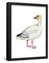 Lesser Snow Goose (Chen Caerulescens Caerulescens), Birds-Encyclopaedia Britannica-Framed Poster