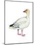 Lesser Snow Goose (Chen Caerulescens Caerulescens), Birds-Encyclopaedia Britannica-Mounted Poster