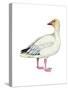 Lesser Snow Goose (Chen Caerulescens Caerulescens), Birds-Encyclopaedia Britannica-Stretched Canvas