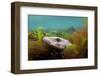 Lesser Spotted Catshark - Dogfish Shark (Scyliorhinus Canicula) Hiding Amongst Seaweeds, Devon, UK-Alex Mustard-Framed Photographic Print