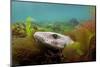 Lesser Spotted Catshark - Dogfish Shark (Scyliorhinus Canicula) Hiding Amongst Seaweeds, Devon, UK-Alex Mustard-Mounted Photographic Print