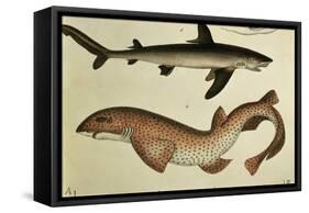 Lesser Spotted Dogfish, Pl.93 from "Naturgeschichte Und Abbildung Der Fische," 1836, by H.R. Schinz-null-Framed Stretched Canvas