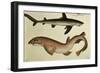 Lesser Spotted Dogfish, Pl.93 from "Naturgeschichte Und Abbildung Der Fische," 1836, by H.R. Schinz-null-Framed Giclee Print