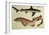 Lesser Spotted Dogfish, Pl.93 from "Naturgeschichte Und Abbildung Der Fische," 1836, by H.R. Schinz-null-Framed Giclee Print