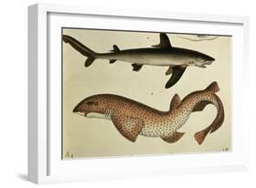 Lesser Spotted Dogfish, Pl.93 from "Naturgeschichte Und Abbildung Der Fische," 1836, by H.R. Schinz-null-Framed Giclee Print