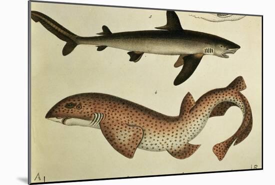 Lesser Spotted Dogfish, Pl.93 from "Naturgeschichte Und Abbildung Der Fische," 1836, by H.R. Schinz-null-Mounted Giclee Print