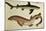 Lesser Spotted Dogfish, Pl.93 from "Naturgeschichte Und Abbildung Der Fische," 1836, by H.R. Schinz-null-Mounted Giclee Print