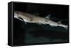 Lesser Spotted Dogfish-null-Framed Stretched Canvas