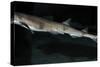 Lesser Spotted Dogfish-null-Stretched Canvas