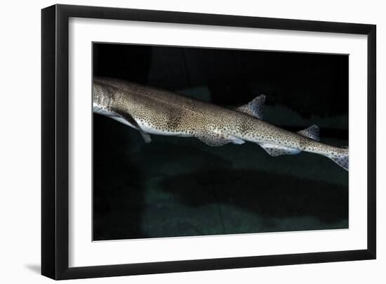 Lesser Spotted Dogfish-null-Framed Photographic Print