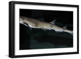Lesser Spotted Dogfish-null-Framed Photographic Print