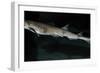 Lesser Spotted Dogfish-null-Framed Photographic Print