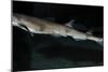 Lesser Spotted Dogfish-null-Mounted Photographic Print