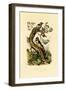 Lesser Spotted Woodpecker, 1833-39-null-Framed Giclee Print