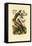 Lesser Spotted Woodpecker, 1833-39-null-Framed Stretched Canvas