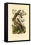 Lesser Spotted Woodpecker, 1833-39-null-Framed Stretched Canvas