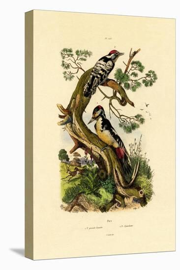 Lesser Spotted Woodpecker, 1833-39-null-Stretched Canvas