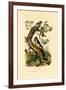 Lesser Spotted Woodpecker, 1833-39-null-Framed Giclee Print