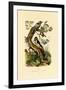 Lesser Spotted Woodpecker, 1833-39-null-Framed Giclee Print