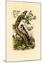 Lesser Spotted Woodpecker, 1833-39-null-Mounted Giclee Print