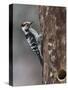 Lesser spotted woodpecker (Dendrocopos minor), male at nest hole, Finland, June-Jussi Murtosaari-Stretched Canvas