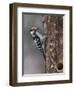 Lesser spotted woodpecker (Dendrocopos minor), male at nest hole, Finland, June-Jussi Murtosaari-Framed Photographic Print