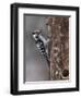Lesser spotted woodpecker (Dendrocopos minor), male at nest hole, Finland, June-Jussi Murtosaari-Framed Photographic Print