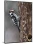 Lesser spotted woodpecker (Dendrocopos minor), male at nest hole, Finland, June-Jussi Murtosaari-Mounted Photographic Print