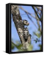 Lesser spotted woodpecker (Dryobates minor) male feeding chick,  Bavaria, Germany, June-Konrad Wothe-Framed Stretched Canvas