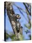 Lesser spotted woodpecker (Dryobates minor) male feeding chick,  Bavaria, Germany, June-Konrad Wothe-Stretched Canvas