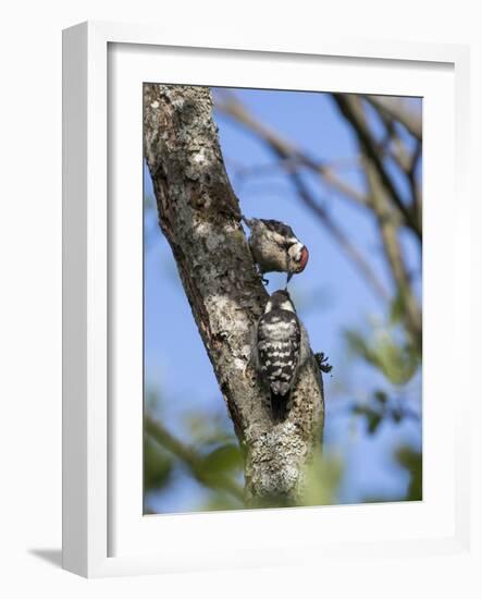 Lesser spotted woodpecker (Dryobates minor) male feeding chick,  Bavaria, Germany, June-Konrad Wothe-Framed Photographic Print