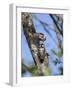 Lesser spotted woodpecker (Dryobates minor) male feeding chick,  Bavaria, Germany, June-Konrad Wothe-Framed Photographic Print