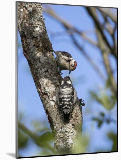 Lesser spotted woodpecker (Dryobates minor) male feeding chick,  Bavaria, Germany, June-Konrad Wothe-Mounted Photographic Print