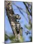 Lesser spotted woodpecker (Dryobates minor) male feeding chick,  Bavaria, Germany, June-Konrad Wothe-Mounted Photographic Print