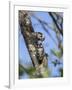 Lesser spotted woodpecker (Dryobates minor) male feeding chick,  Bavaria, Germany, June-Konrad Wothe-Framed Photographic Print