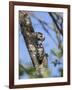 Lesser spotted woodpecker (Dryobates minor) male feeding chick,  Bavaria, Germany, June-Konrad Wothe-Framed Photographic Print