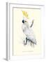 Lesser Sulpher-Crested Cockatoo - Cocatua Sulphurea-Edward Lear-Framed Art Print