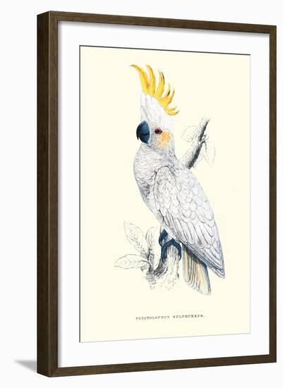 Lesser Sulpher-Crested Cockatoo - Cocatua Sulphurea-Edward Lear-Framed Art Print