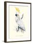 Lesser Sulpher-Crested Cockatoo - Cocatua Sulphurea-Edward Lear-Framed Art Print