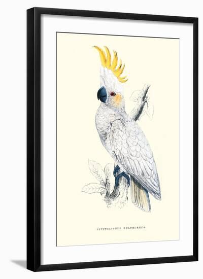 Lesser Sulpher-Crested Cockatoo - Cocatua Sulphurea-Edward Lear-Framed Art Print