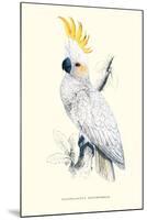 Lesser Sulpher-Crested Cockatoo - Cocatua Sulphurea-Edward Lear-Mounted Art Print
