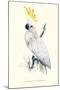 Lesser Sulpher-Crested Cockatoo - Cocatua Sulphurea-Edward Lear-Mounted Art Print