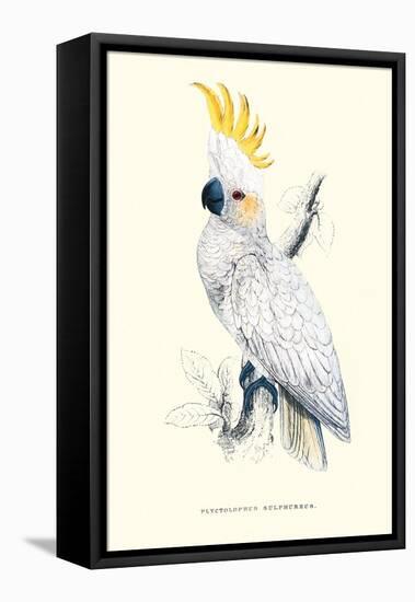 Lesser Sulpher-Crested Cockatoo - Cocatua Sulphurea-Edward Lear-Framed Stretched Canvas