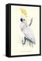 Lesser Sulpher-Crested Cockatoo - Cocatua Sulphurea-Edward Lear-Framed Stretched Canvas