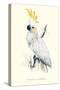 Lesser Sulpher-Crested Cockatoo - Cocatua Sulphurea-Edward Lear-Stretched Canvas