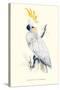 Lesser Sulpher-Crested Cockatoo - Cocatua Sulphurea-Edward Lear-Stretched Canvas