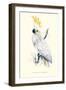 Lesser Sulpher-Crested Cockatoo - Cocatua Sulphurea-Edward Lear-Framed Art Print
