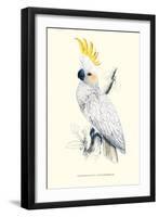 Lesser Sulpher-Crested Cockatoo - Cocatua Sulphurea-Edward Lear-Framed Art Print