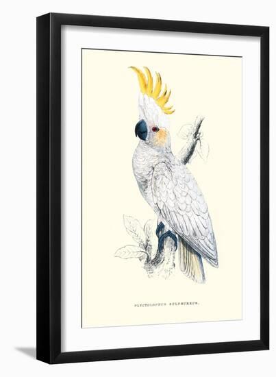 Lesser Sulpher-Crested Cockatoo - Cocatua Sulphurea-Edward Lear-Framed Art Print