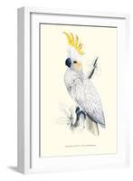 Lesser Sulpher-Crested Cockatoo - Cocatua Sulphurea-Edward Lear-Framed Art Print